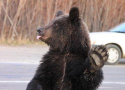 В окрестностях Нижневартовска вновь заметили медведя