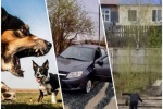 СЕТЕВОЙ ДОЗОР. О дорогах, школярах и собаках, которые не щадят никого