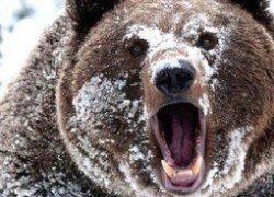 Медведь-шатун задрал монтажника ООО «Запсибгазпром-Газификация» Медведь-шатун задрал монтажника ООО «Запсибгазпром-Газификация»
