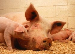 В России за четыре года производство свинины выросло на 26%