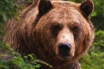 Медведь напал на мужчину в Югорске