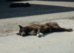 В Югре догхантеры травят собак неизвестным ядом