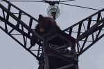 В ХМАО медведь забрался на электрический столб и умер. ФОТО