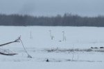 Экологи попросили не кормить прилетевших в ХМАО лебедей