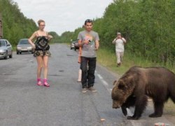 Медвежья услуга. Специалисты в очередной раз призывают югорчан не прикармливать хищника