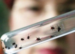 В Югре активизировались клещи: количество пострадавших больше в сравнении с прошлым годом