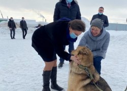 Власти ХМАО не стали изыскивать допфинансирование на гранты владельцам приютов для животных