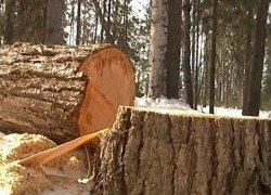В Советском районе поймали «чёрных лесорубов», которые орудовали на территории заказника В Советском районе поймали «чёрных лесорубов», которые орудовали на территории заказника