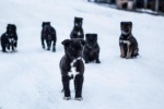Весенние рулады, любовь, улица... Для чего стерилизуют собак и кошек