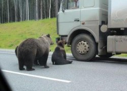 Численность бурого медведя в Югре увеличилась в полтора раза