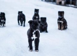 В 2016 году в Югре детально рассмотрят вопрос чипирования домашних животных В 2016 году в Югре детально рассмотрят вопрос чипирования домашних животных