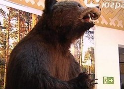 Югорчанам следует помнить, что медведи уже проснулись и проголодались