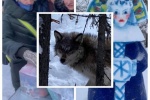 СЕТЕВОЙ ДОЗОР. &laquo;Снегурка-анорексичка&raquo;, волки на лыжне и нежданчик с перевозчиком