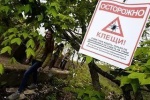 69 процентов проверенных клещей, собранных на территории Югры, оказались зараженными инфекциями
