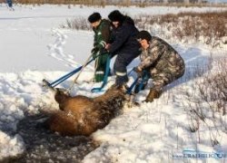 ГЛАВА МИНПРИРОДЫ ПОБЛАГОДАРИЛ ПИЛОТОВ ЗА СПАСЕНИЕ ЛОСИХИ В ЮГРЕ