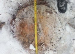 В Югорске осудили жителей, которые незаконно произвели вырубку деревьев