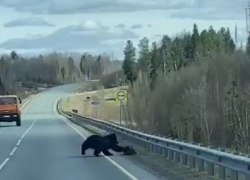 В Югре на трассе медведь утащил в лес лосенка