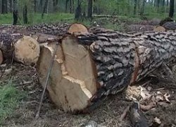 Природоохранный прокурор в судебном порядке потребовал возместить ущерб, причиненный лесному фонду, в размере более 20 миллионов рублей