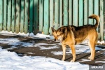 Власти ХМАО обсуждают вопрос усыпления агрессивных бездомных собак