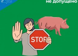 В Югорске устранили очаг африканской чумы