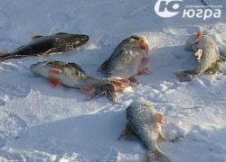 Чтобы сохранить ценную рыбу общественники предлагают ужесточить нормы вылова