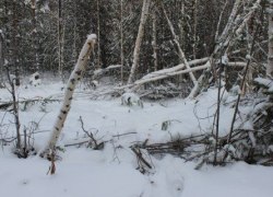 Полицейские Советского района проводят оперативное мероприятие &laquo;Лес&raquo; (ФОТО)