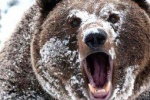 Медведь-шатун задрал монтажника ООО &laquo;Запсибгазпром-Газификация&raquo;