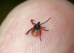 В Югре клещи хозяйничают даже на обработанных ядом территориях В Югре клещи хозяйничают даже на обработанных ядом территориях