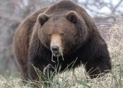 Медведь скальпировал часть лица рыбака в ХМАО