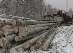 За последние пять лет специалисты Советского лесничества восстановили более 20 тысяч гектаров тайги