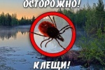 Информация по клещевым инфекциям