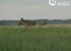 В новом охотничьем сезоне разрешён отстрел почти 600 лосей