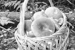 Дикоросы наступают&hellip;