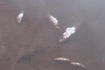 Под Нижневартовском зафиксировали массовую гибель рыбы