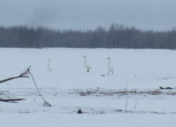 Экологи попросили не кормить прилетевших в ХМАО лебедей