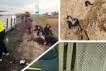 СЕТЕВОЙ ДОЗОР. О безопасности местных маршруток, незваных ползучих гостях и мастерах парковки