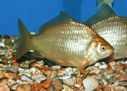 Рыбаки-любители со всей Югры съедутся в Советский район