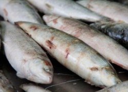 В ХМАО впервые в неволе получили икру муксуна В ХМАО впервые в неволе получили икру муксуна