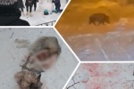 СНЕЖНЫЙ ДОЗОР. &laquo;Папарацци, блин!&raquo; Суровый снегопад, спящий тракторист и скачущий &laquo;Пумба&raquo; &mdash; все то, что попало в объектив югорчан