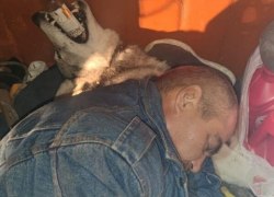 В Лангепасе садист, жестоко убивший бездомную собаку, получил три года условно