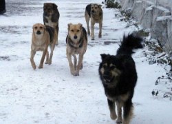 В Нижневартовске живодеры травят собак. Животные гибнут на глазах вартовчан