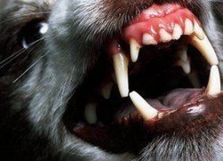 На Ямале вынесен приговор по делу о собаках, растерзавших 9-летнюю ученицу на территории школы На Ямале вынесен приговор по делу о собаках, растерзавших 9-летнюю ученицу на территории школы