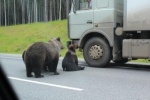 Численность бурого медведя в Югре увеличилась в полтора раза