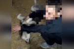 В Югорске подростки сняли на видео, как копают для собаки могилу, и хвастались в соцсетях фото с окровавленным животным
