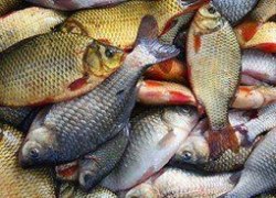 Осторожно! Вся речная рыба в реках Югры заражена описторхами
