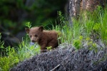 В ХМАО волонтерам, которые забрали медвежат из леса, грозит наказание