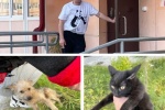 СЕТЕВОЙ ДОЗОР. В Югорске мужчина выкинул с балкона котенка и собаку. Все произошло на глазах у детей
