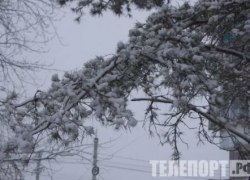 Волк, загрызший насмерть россиянку, мог быть заражен "зомби-вирусом"