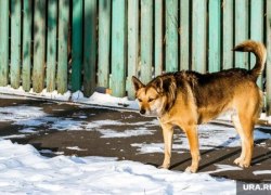 Власти ХМАО обсуждают вопрос усыпления агрессивных бездомных собак