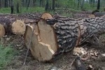 Природоохранный прокурор в судебном порядке потребовал возместить ущерб, причиненный лесному фонду, в размере более 20 миллионов рублей